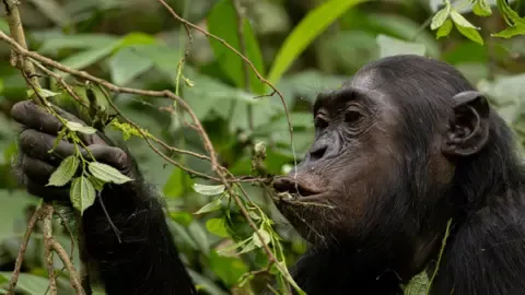 Apes Ingesting an Amount Equal of One Lager Per Day from Overripe Fruits, Study Finds